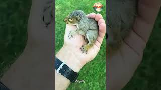 صاحب القلب الرحيم انقذ  السنجاب المسكين #حيوانات #animals #قطط  #كلاب #ضحك #قطتي  #قططمضحكه #حيوانات