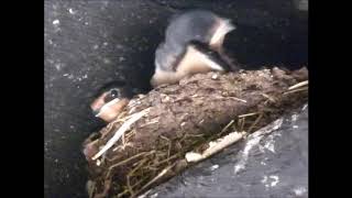 Swallows Chicks about to fledge  (Aug 2018)