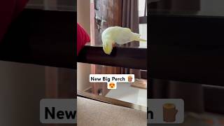 New Perch Unlocked 🔓😎 #shorts #cockatiel #birds #parrot #trending #petbird #pets #viralvideo #funny