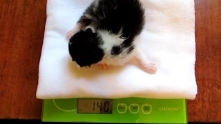 Kitten weighing.  Взвешивание котёнка