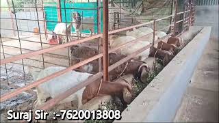 Boer Animals for sale at Suraj Full bloord Boer goat farm Phaltan Satara