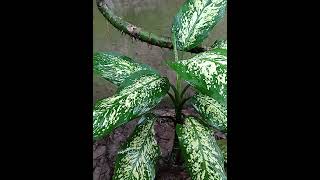  Dieffenbachia seguine #flowers #nature #naturephotography #naturelovers #flowerlover #indoorplants