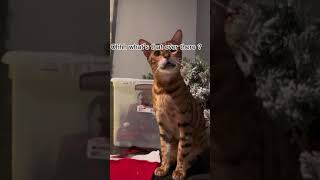 Subscribe, Magnus the Bengal cat  is exploring the new room being used for christmas decorations