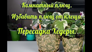 Комнатный плющ. Избавить плющ от паутинного клеща. Пересадка Хедеры.