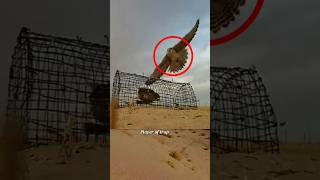 Best bird trap | catching bird | bird hunting #shorts #youtubeshorts