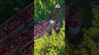 Harvesting season in Armenia Apple Orchards, Kotayk Region