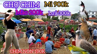 CHỢ CHIM CẢNH CỦA NGƯỜI VÙNG CAO NÊN CÓ NHIỀU CHIM ĐẸP LẠI RẺ NỮA