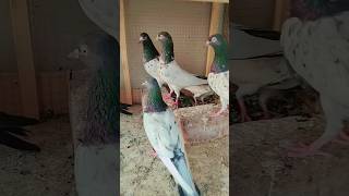 High flyer pigeon breeds| #foryou #trending #whatsappstatus #youtubeshorts #viralvideo #shorts