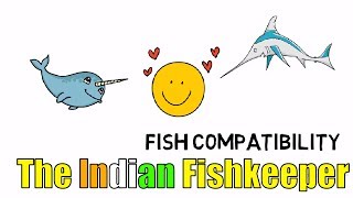 Fish Compatibility | Why It Is Important? | The Indian Fishkeeper