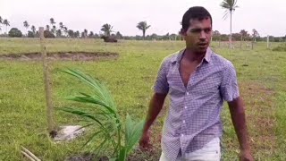 Platando mudas frutíferas na roça. vou transformá em uma xácara.