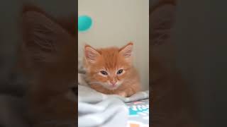 orange kitten cat 😻😺😍😍😍😻😻