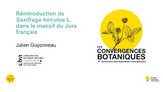 Convergences botaniques 2023 - 3. Réintroduction de Saxifraga hirculus (Julien Guyonneau)