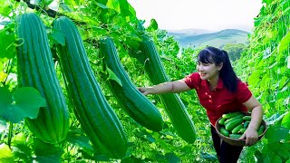 How to Harvest Cucumber, goes To Market Sell - Harvesting and Cooking |Tieu Vy Daily Life