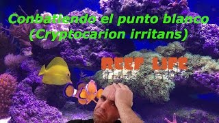 Lucha contra el punto blanco ( Cryptocarion irritans )