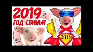 Свинское поздравление с Новым годом Свиньи. 2019 г. Забавное путешествие в мир свиней. World pigs.