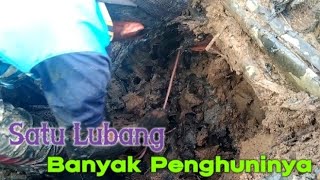 Tutorial Cara Mencari Cacing Nipah