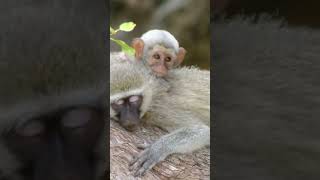 Baby monkey gets a big hug!