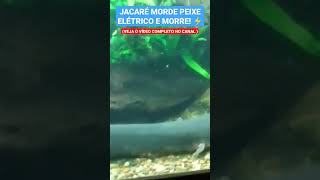 JACARÉ MORDE PEIXE ELÉTRICO E SE DÁ MAL #shorts #shortsvideo #shortsfeed #shortsviral