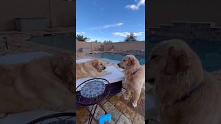 The Joy of Two Golden Retrievers Playing With a Ball