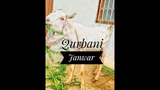 Qurbani ke janwar || Beautiful qurbani Janwar || Goats for Qurbani | Animals Time