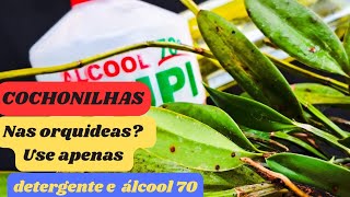 🟣COMO COMBATER COCHONILHAS PULGÃO E OUTROS INSETOS, DE SUAS ORQUIDEAS