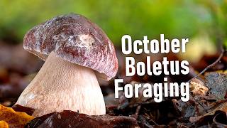 Wild Mushrooms Foraging in October - Boletus edulis | Boletus pinophilus | Funghi Porcini | Hriby