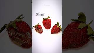 buah strawberry #timelapse #buah #strawberry