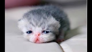 JUST WATCH These Cute Baby Animals - Cute Animal Babies Videos 2017