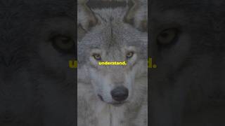 The Majestic Lives of Wolves🐺!! #shorts #shortsfeed#youtubeshorts #facts#animals#WolfFacts#WolfLife