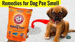 How to Get Dog Pee Smell Out of Carpet | Carpet Cleaner