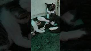 Kitten doesn't want to play with baby kitten #kitten #funnykittens #cutecat #cat #kittty #shorts