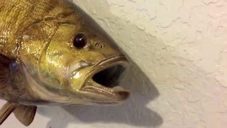 Smallmouth bass replica by Anglers choice fish mounts.