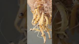 Hatching Praying Mantis #insects #shorts