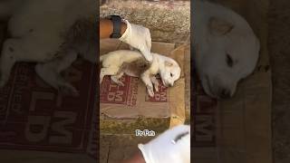 Omg 🥺 Save puppies #youtubeshorts #shorts #dog #puppy