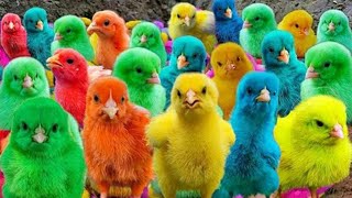 World Cute Chickens Colorful Chickens  Chickens Cute Ducks Rabbits Cute Animal Ayam Lucu Dulu part 4