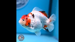 Tricolor YuanBao Oranda 4-5 inches (240920_OR05)