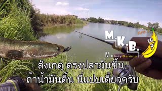 ตกปลาช่อนด้วยหนอน Snakehead  Texas rig แนะนำหมาย ของบ่อนี้ เปิดหมายตกปลาช่อน ที่ศรีราชา