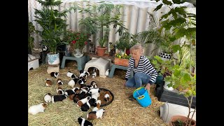 Guinea pig herd wife taste test Guinea pigs food