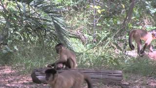 Capuchin Monkeys Cracking Nuts