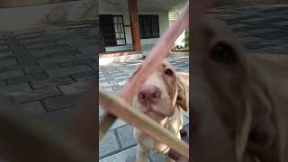 Love 💕 | #dog #dogs #cute #viralshort #viralvideos #latest