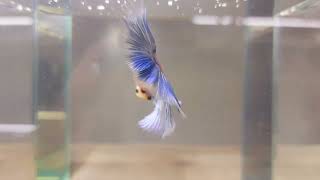 Betta halfmoon cod 304