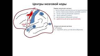 Центры мозговой коры. Запись 2023 05 22 12 56 50