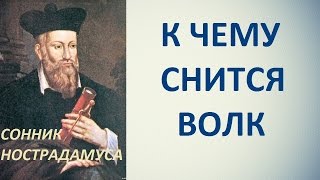 К чему снится волк. Сонник Нострадамуса. Толкование снов.