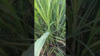 #harvest#lemongrass#shorts