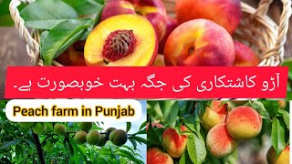 peach farm / peaches / peach farming in Pakistan /  biggest peach farm /peaches in the globe