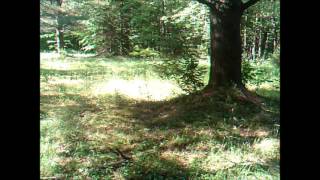 black bear sniffing bird feeder.  Underhill, VT