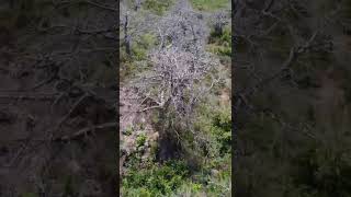 Symbol of Africa and the Thickest Tree on Earth #shorts #shortsvideo #shortvideo #subscribe #share