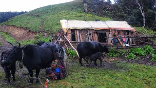 Himalayan Village Life in Rainy Day | Real shepherd Lifestyle of Jajarkot Nepal | Gorey Nepal🇳🇵