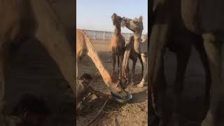 Camels water drinking #animals #youtubeshorts #camel #shorts #short #peacok #youtubevideos