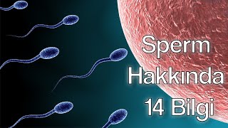 Sperm Hakkında 14 Bilgi - Birkaç Bilgi